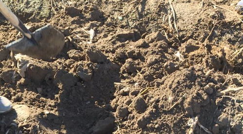 山丹 推广全生物可降解地膜，为土壤“净身”，为环境减负