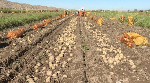 山丹县推广全生物可降解地膜 为土壤“净身”，为环境“减负”，探索土壤污染防治新路径